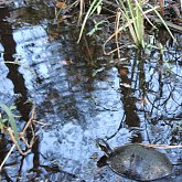 Big Cypress - Turtle